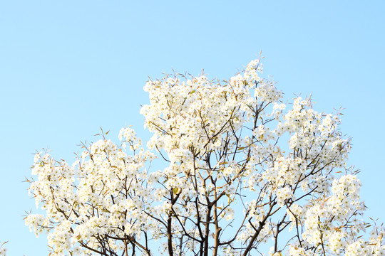 梨花背景