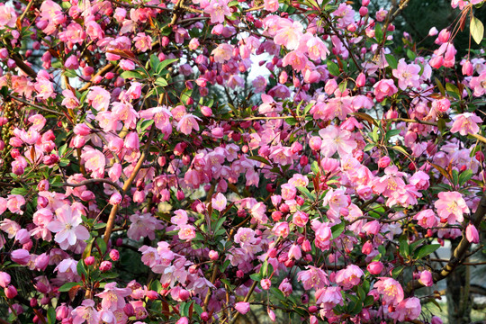 鲜花背景墙