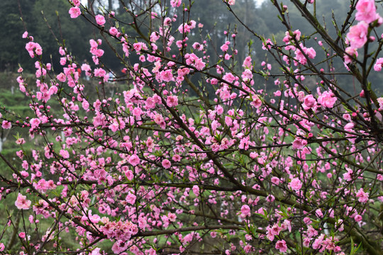 桃花桃树桃林