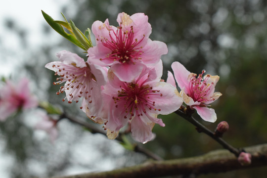 桃花桃树桃林