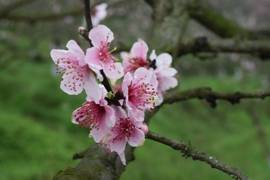 桃花桃树桃林