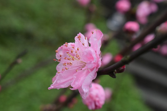 桃花桃树桃林