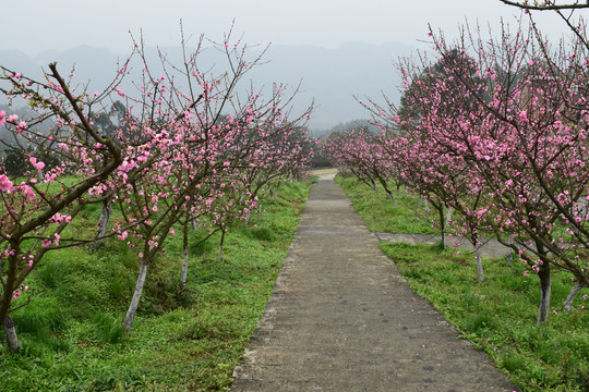 桃花桃树桃林