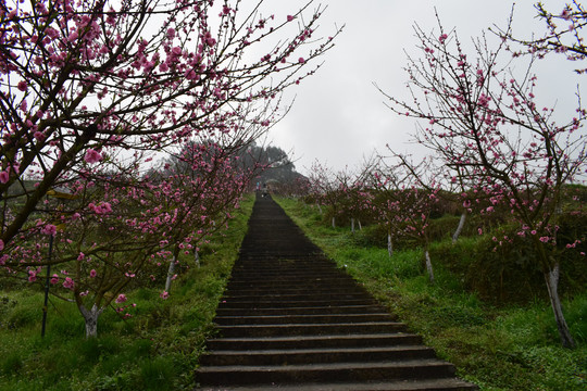 桃花桃树桃林