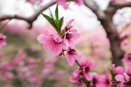 桃花微距