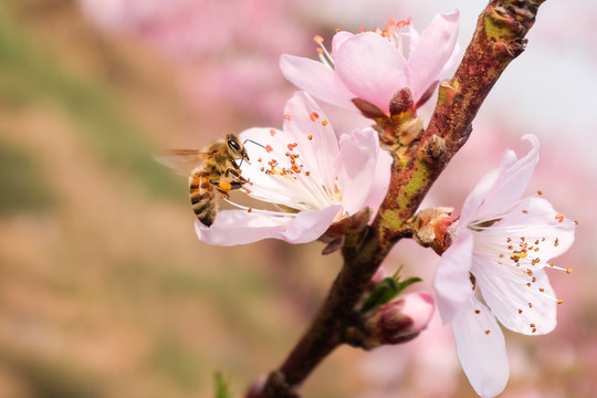 蜜蜂采蜜