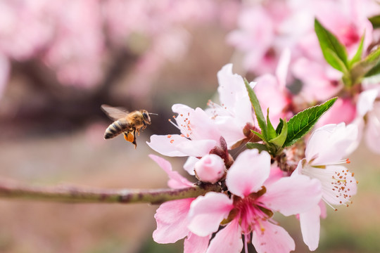 蜜蜂采蜜