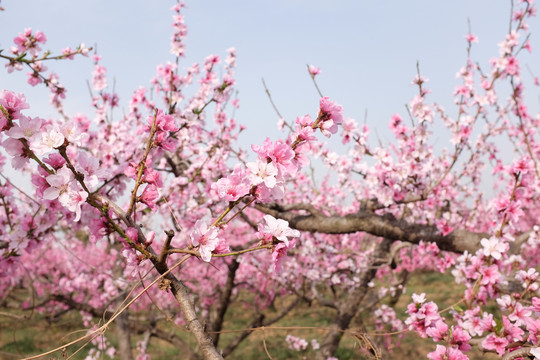 桃花