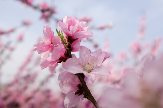 桃花特写