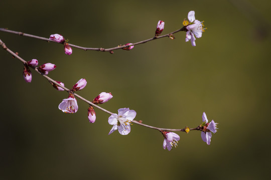 桃花