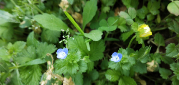 小蓝花朵