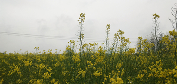 油菜花