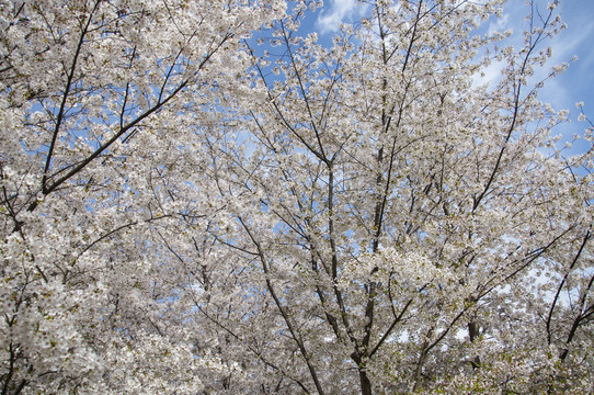 樱花林