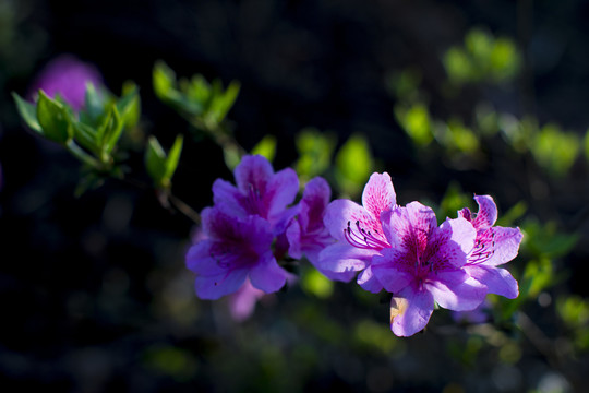 杜鹃花