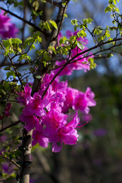 杜鹃花