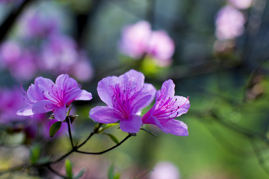 杜鹃花