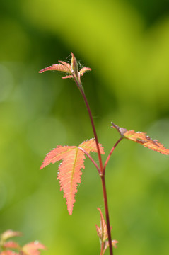 枝芽