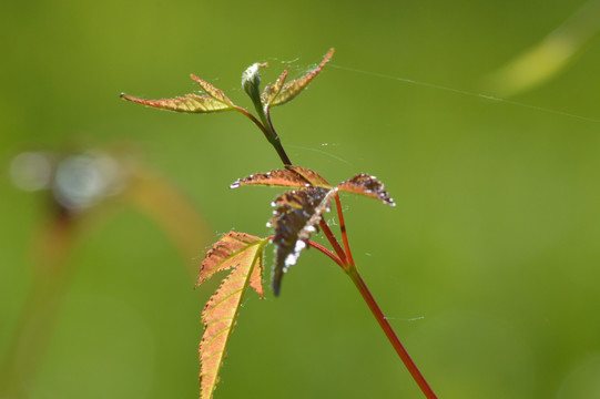 枝芽