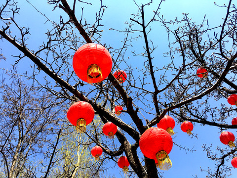 小红灯笼挂满枝头