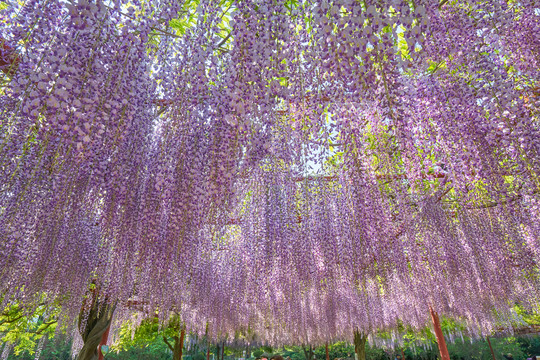 朦胧紫藤花