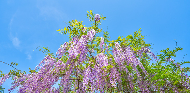 紫藤花