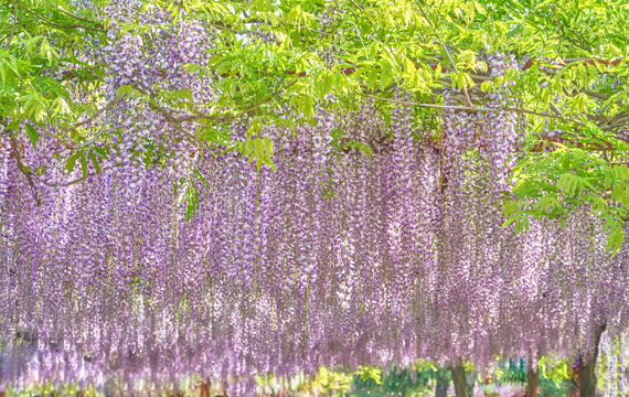 紫藤花