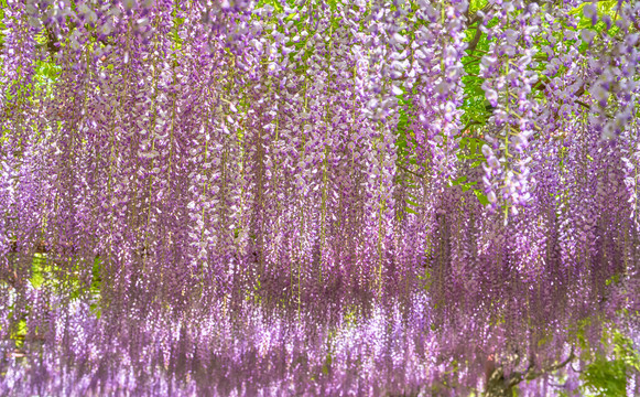 朦胧紫藤花