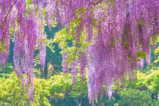 紫藤花