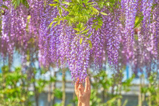 紫藤花