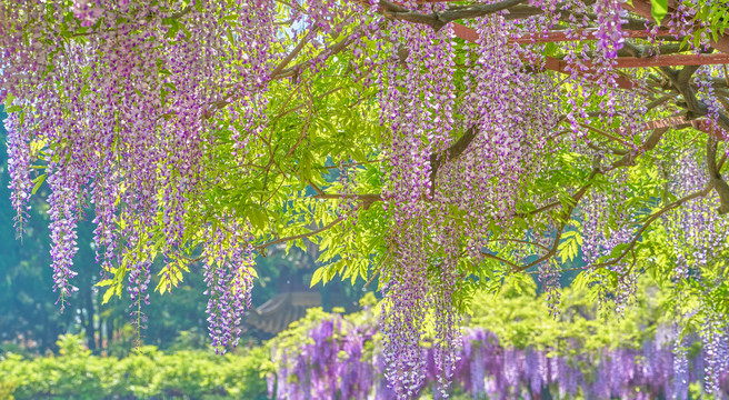 紫藤花