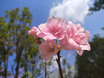 海棠花