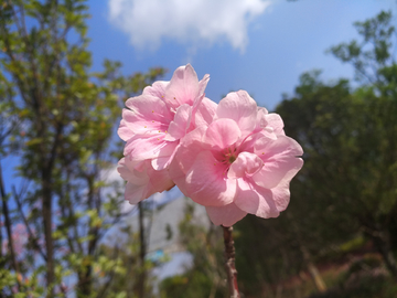 海棠花