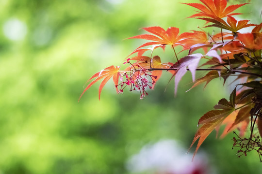 红枫叶开花了