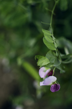 春季开花结果的荷兰豆