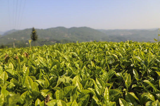 绿茶基地