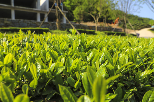 绿茶基地