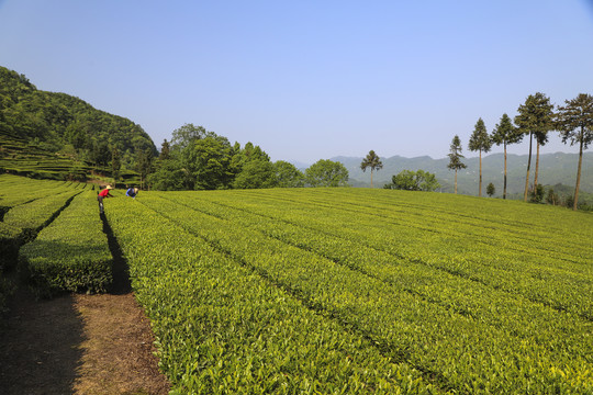 绿茶基地