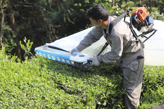 茶叶收割机