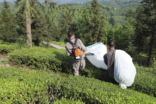 茶叶收割机