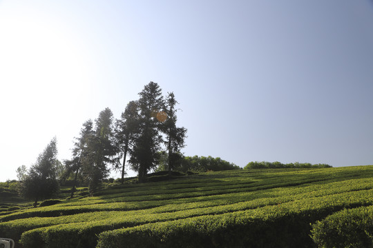 茶叶基地