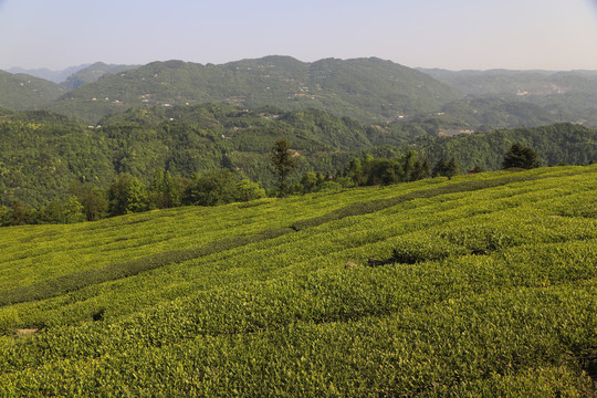 茶叶基地