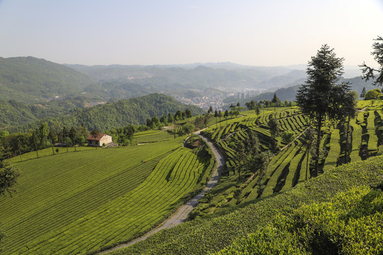 茶叶基地