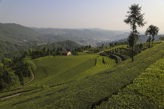 茶叶基地