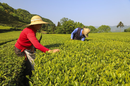 茶农采茶