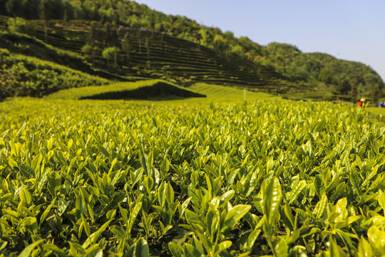 茶叶特写