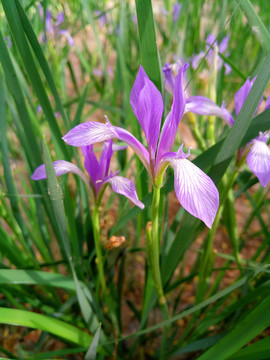 马莲花马兰花