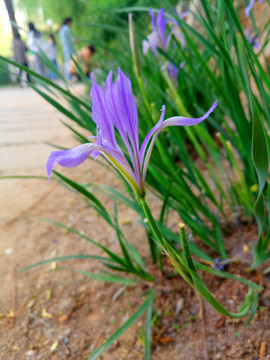 马莲花马兰花