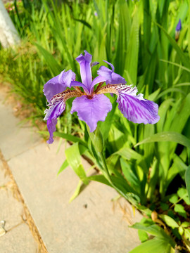 鸢尾花