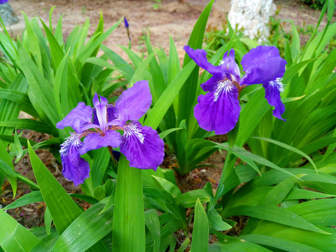 鸢尾花