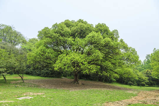 竹林竹子